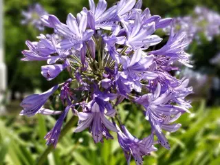 Skærmlilje / Agapanthus "Kobold". Blållig/lyselill