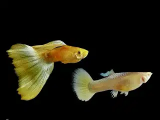 Full gold guppy 