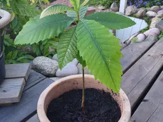 Ægte kastanjetræer planter