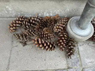 Store kogler fra Silkefyr.