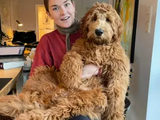 Goldendoodle hvalpe