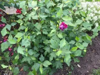 Hibiscus