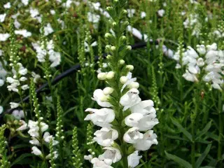 Blomsterfrø - drejeblomst