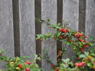 Hegn - i vedligeholdelsesfrit træ