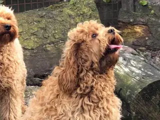 Goldendoodle og andre doodler
