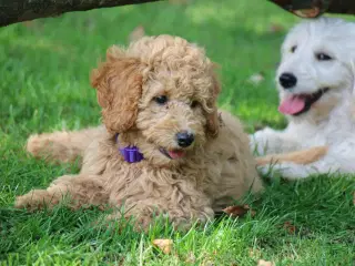 Goldendoodle Doodledoodle Cavapoo