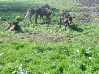 Wagyu i alle aldre.