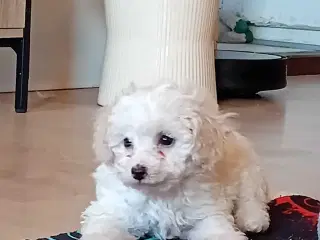Cavapoo mini